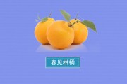 春见柑橘品种简介及图片大全集(春见柑橘好吃吗)