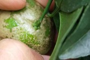 防治柑橘白癞病最好的药物是什么(甘橘白癞病)