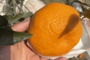 春见套袋怎么套(春见套袋之前打什么药)