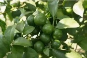 柑橘幼果期施什么肥料（柑橘施硫酸镁的方法）