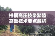柑橘高压枝条繁殖高效技术要点解析：操作步骤与注意事项