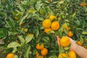 柑橘春季修剪技术要点（柑橘修剪时间和方法）