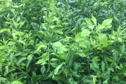 春见柑橘的种植方法图片(春见柑橘的种植方法图片视频)