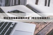 明日见柑橘果苗图片大全（明日见柑橘简介）
