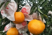 春见柑橘种植方法(春见柑橘成熟时间)