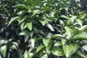 柑橘栽培技术要点总结怎么写好一点（柑橘种植怎样才能达到高产量）