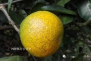 柑橘褐腐病图片及防治防治措施(柑橘褐腐病防治药剂)