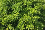 柑橘幼果期用什么肥料最好（烂桔子怎么发酵做肥料）