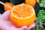 爱媛28与爱媛38的价格区别（红美人和果冻橙的区别）