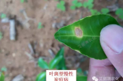 柑橘褐斑病如何治疗好得快(柑橘褐斑病如何治疗好得快一点)