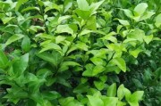 简述柑橘黄龙病的症状及防治方法视频(柑橘黄龙病治疗方法)