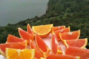 长虹脐橙产自哪里最多(长虹脐橙甜度)