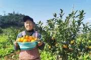 沃柑今年准备挂果应该怎么管理好(沃柑来年挂果怎样促花)
