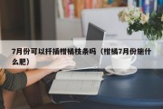 7月份可以扦插柑橘枝条吗（柑橘7月份施什么肥）