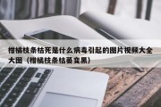柑橘枝条枯死是什么病毒引起的图片视频大全大图（柑橘枝条枯萎变黑）