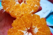 耙耙柑和不知火丑橘一样吗(耙耙柑丑八怪不知火)