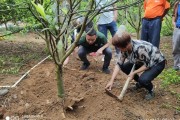 柑橘栽培技术规范标准（以色列雅法柑橘种植技术）