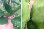 柑橘红蜘蛛是什么目什么科(柑橘树红蜘蛛特效药)