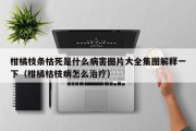 柑橘枝条枯死是什么病害图片大全集图解释一下（柑橘枯枝病怎么治疗）
