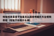 柑橘枝条容易干枯是怎么回事啊图片大全视频教程（柑橘干枝是什么病）