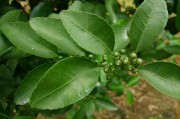 柑橘幼果作用与功效图片大全（柑橘开花幼果期能用石灰涂白吗）