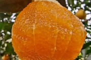 爱媛橙有籽吗（果冻橙怎么存放）