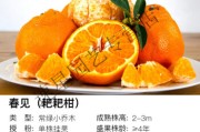 春见耙耙柑的上市时间(春见耙耙柑的口感)