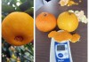 爱媛153品种详细介绍（视频+图片）