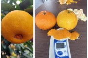 爱媛153品种详细介绍（视频+图片）