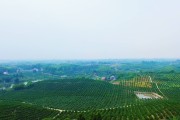 果园警报华盛顿脐橙病虫害防治高发期这样应对