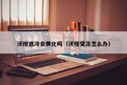 沃柑遇冷会黄化吗（沃柑受冻怎么办）
