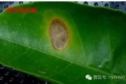 柑橘褐腐病菌图片高清大图(柑橘褐腐病菌图片高清大图大全)