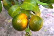 柑橘栽培技术要点有哪些内容（如何自己配制花土）