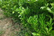 春见的种植条件(春见适合什么地区种植)