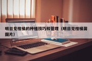 明日见柑橘的种植技巧和管理（明日见柑橘苗图片）