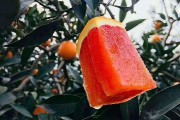秭归脐橙冷链(秭归脐橙市场分析)