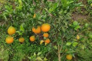 蒲江春见耙耙柑种植地(蒲江耙耙柑产量)