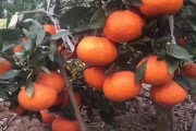 柑橘管理技术要点（柑橘春季管理技术要点）