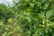 柑橘幼果期用什么叶面肥（柑橘偶尔用尿素作叶面肥可以吗）