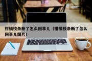 柑橘枝条断了怎么回事儿（柑橘枝条断了怎么回事儿图片）