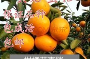 黄岩蜜桔种植全过程(黄岩蜜桔种植全过程图片)