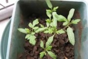 柑橘幼果期不能用哪些药品代替（除夜蛾外还有哪些害虫会导致柑桔腐烂）
