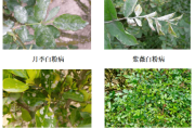 柑橘白粉病的症状及危害有哪些图片和视频讲解(柑桔白粉病)