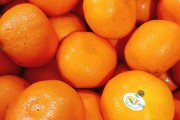 江西蜜桔哪一种比较甜(江西蜜桔哪一种比较甜好吃)