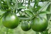 柑橘幼果期怎样施肥（柑橘保果用什么样的肥料效果最好）