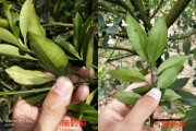 柑橘红蜘蛛怎么解决(柑橘树上的红蜘蛛什么时候打药最有效)