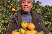 耙耙柑结果结多少年换种(种植耙耙柑几年挂果)
