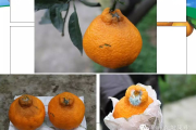 柑橘褐腐病是什么原因(柑橘褐腐疫霉病原图)