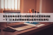 发芽的柑橘枝条可以嫁接吗图片欣赏视频讲解一下（已发芽的柑橘接穗还能用作嫁接用吗）