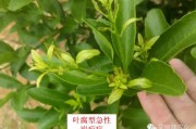 柑橘褐斑病的病症是什么(柑橘褐斑病黑点黄斑)